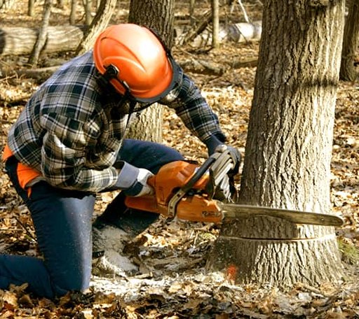 Tree Removal in Gorham, NH